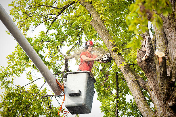 Best Hedge Trimming  in Discovery Harbour, HI